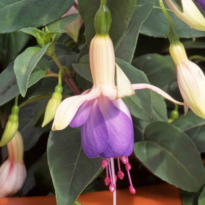 Fuchsia 'Carmel Blue'