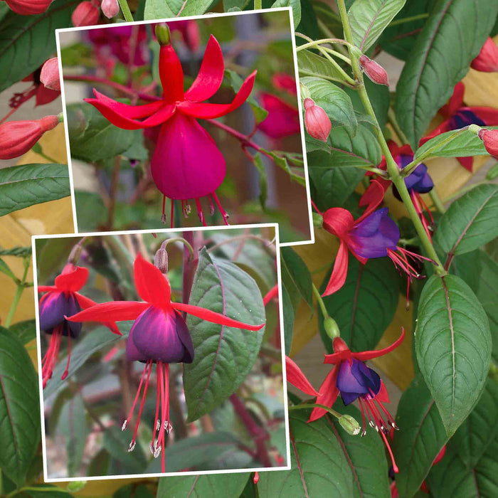 Collage of red and purple fuchsia flowers with green leaves.