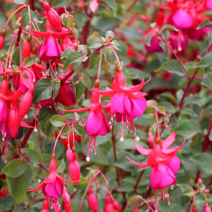 Close-up of pink fuchsia flowers with green leaves