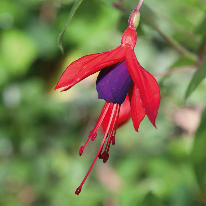 Red and purple fuchsia flower with a blurred green background