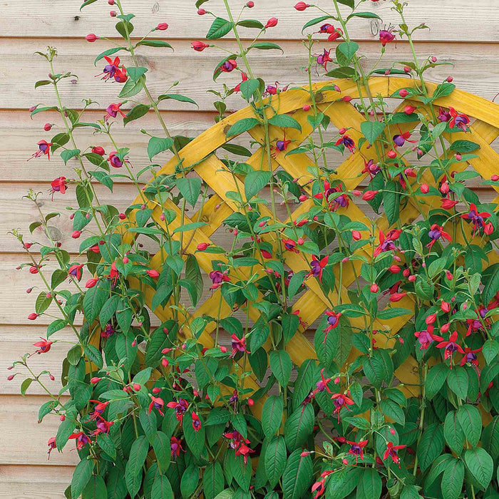 Flowering plant with pink flowers and green leaves against a wooden fence.