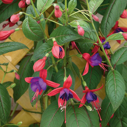 Fuchsia Climbing Collection