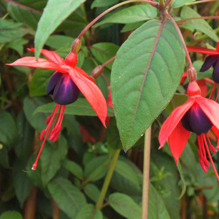 Fuchsia Climbing Collection