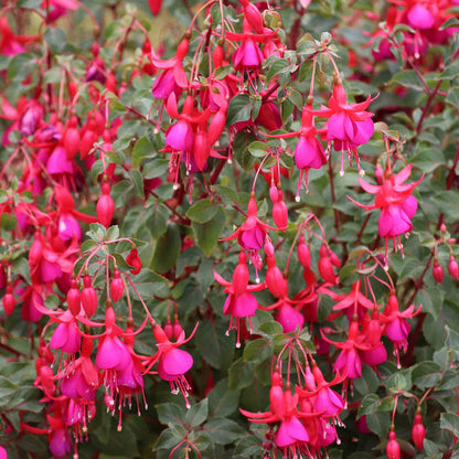 Fuchsia Climbing Collection
