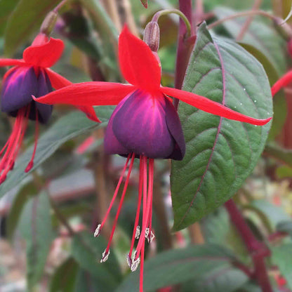 Fuchsia 'Climbing Lady Boothby'