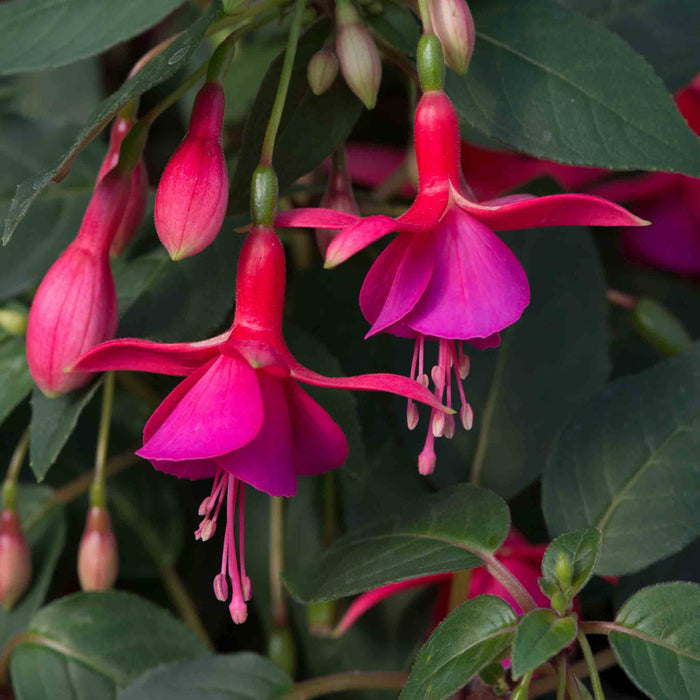 Fuchsia 'Display'