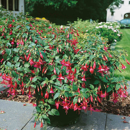 Fuchsia 'Display'
