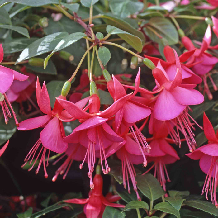 Fuchsia 'Display'