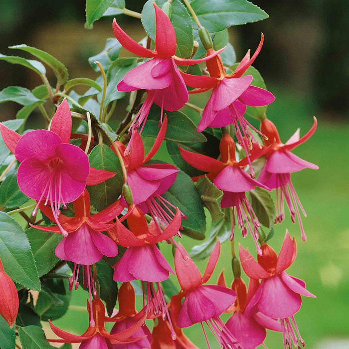 Fuchsia 'Display'