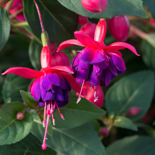 Fuchsia 'Dollar Princess'