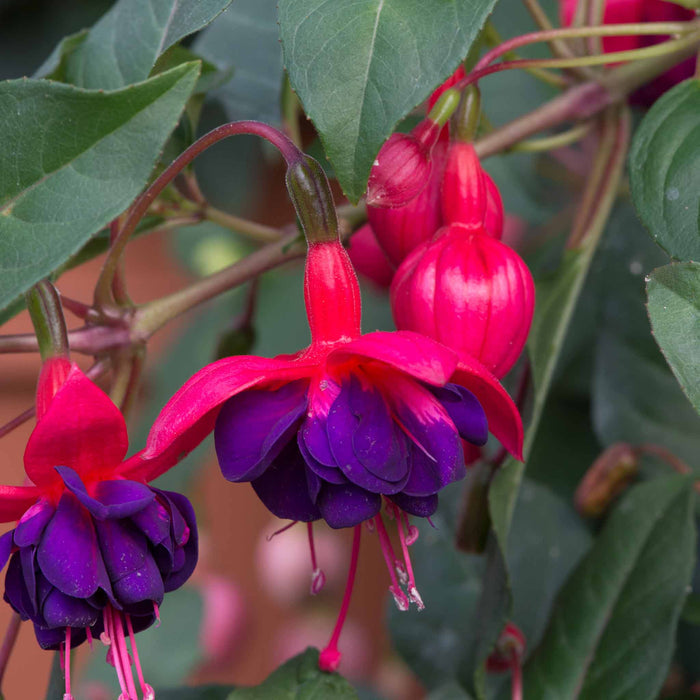 Fuchsia 'Dollar Princess'