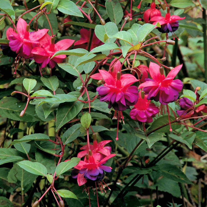 Fuchsia 'Dollar Princess'