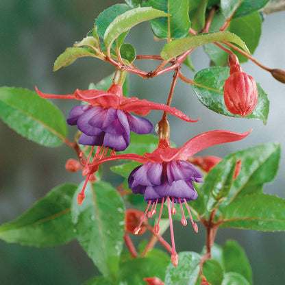Fuchsia 'Dollar Princess'