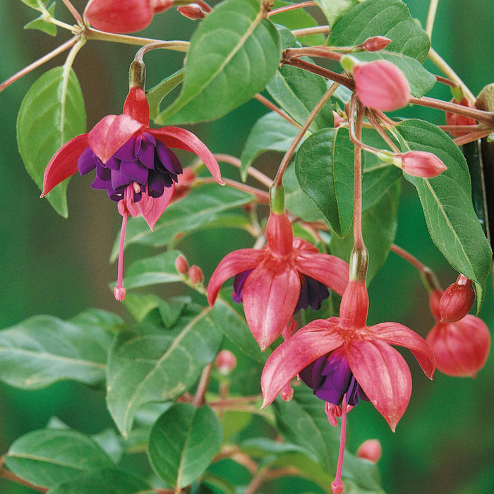 Fuchsia 'Dollar Princess'