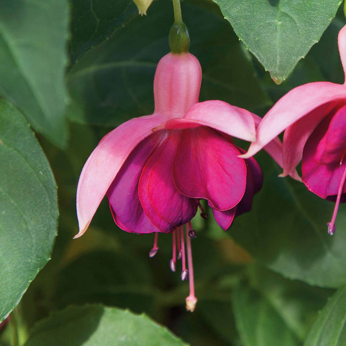 Fuchsia Hardy 9cm Collection