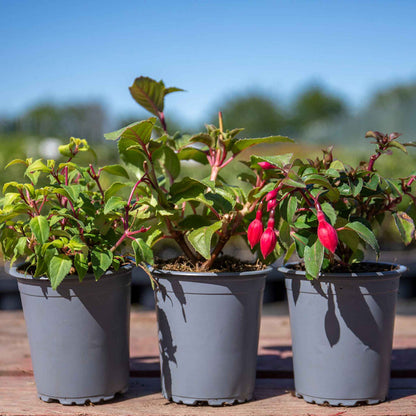 Fuchsia Hardy 9cm Collection