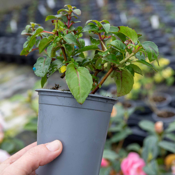 Small potted plant held by a hand with a blurred garden background