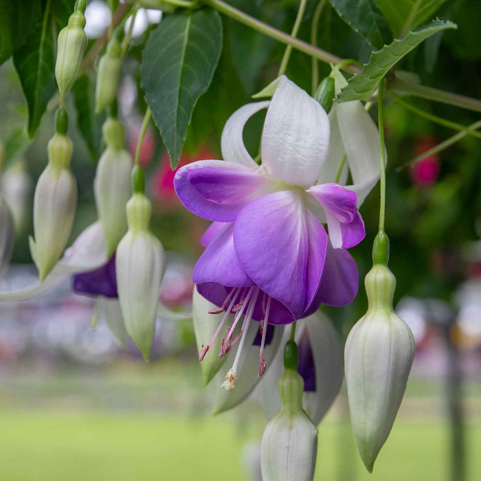 Fuchsia Hardy 9cm Collection