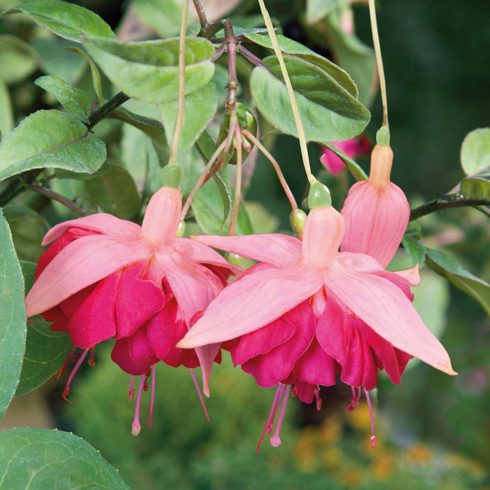 Fuchsia Hardy 9cm Collection