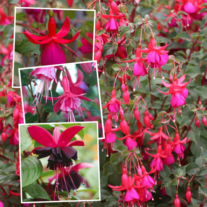 Fuchsia Hardy Collection