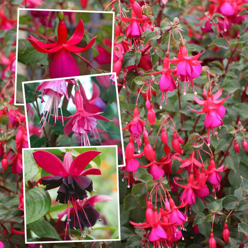 Fuchsia Hardy Collection