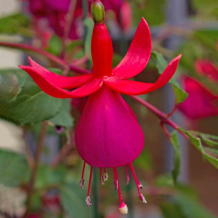 Fuchsia Hardy Collection