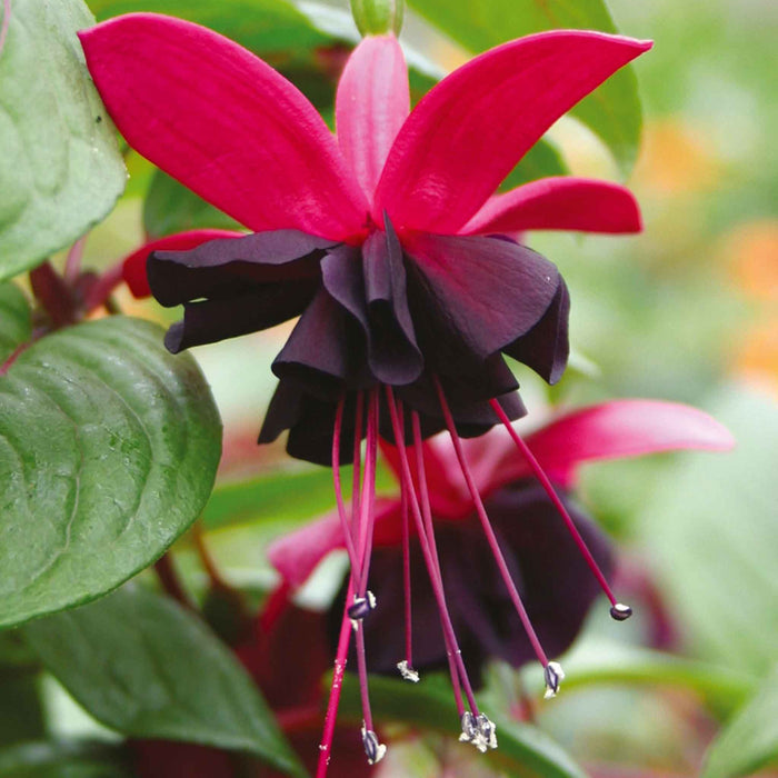 Fuchsia Hardy Collection