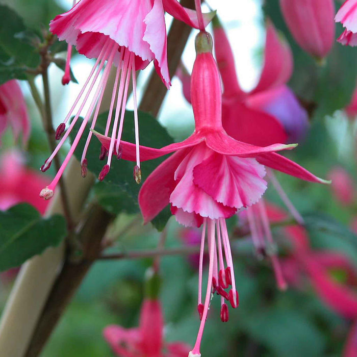 Fuchsia Hardy Collection