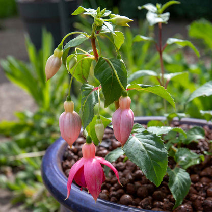 Fuchsia Hardy 'Garden News'