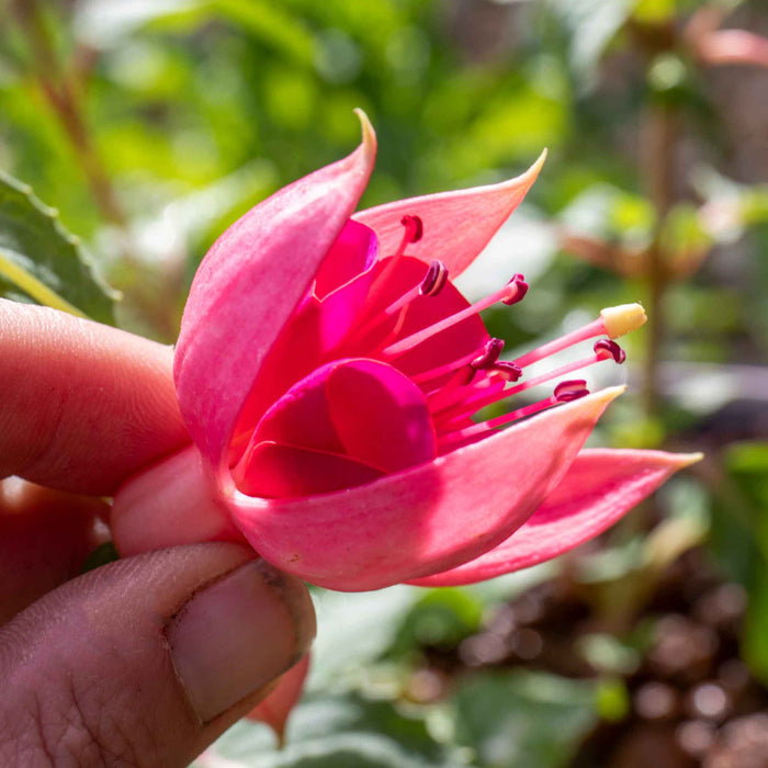 Fuchsia Hardy 'Garden News'