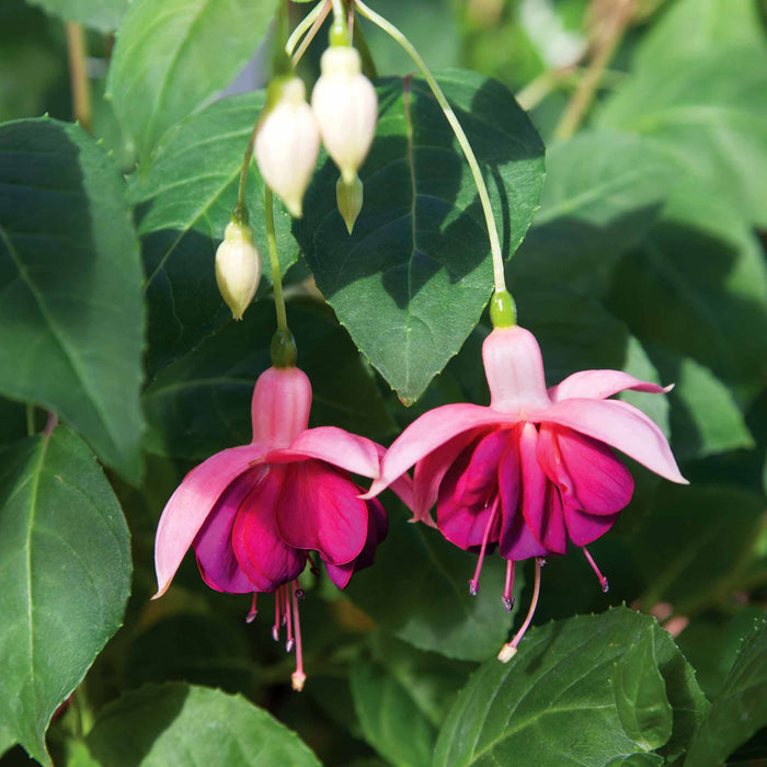 Fuchsia Hardy 'Garden News'