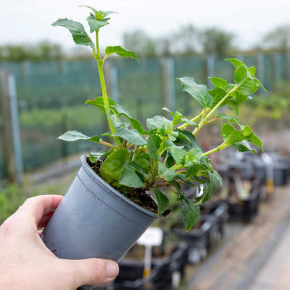 Fuchsia Hardy 'Garden News'