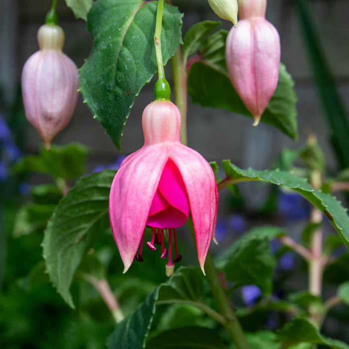 Fuchsia Hardy 'Garden News'
