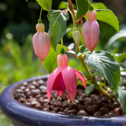Fuchsia Hardy 'Garden News'