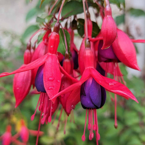 Fuchsia Hardy 'Mrs Popple'