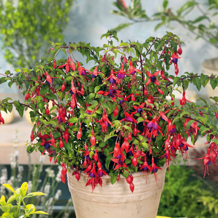 Fuchsia Hardy 'Mrs Popple'
