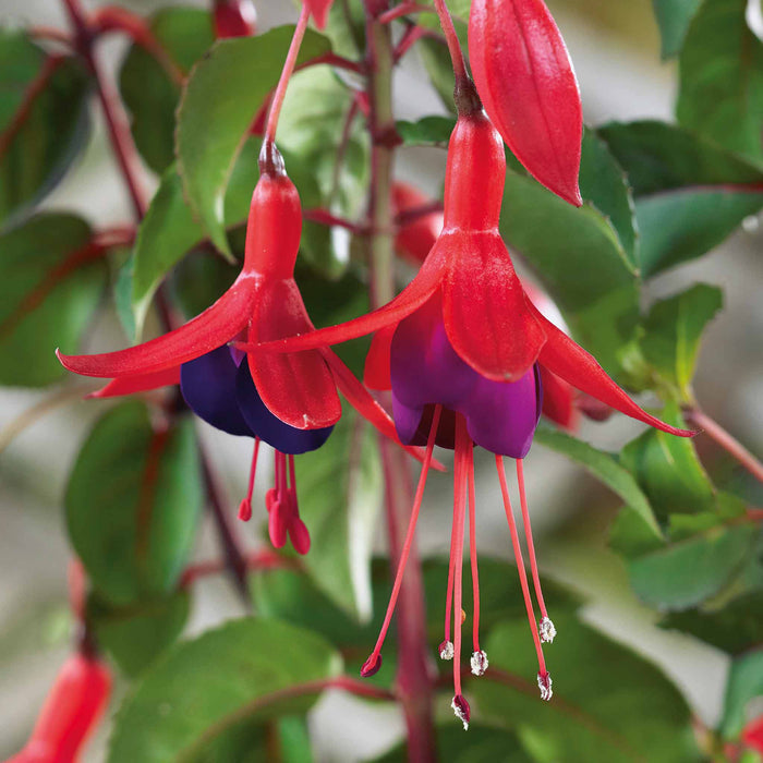 Fuchsia Hardy 'Mrs Popple'
