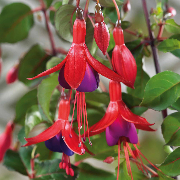 Fuchsia Hardy 'Mrs Popple'