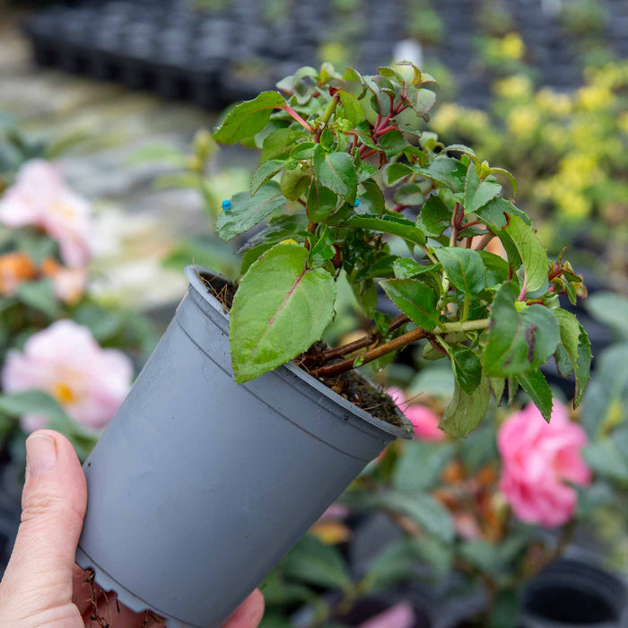 Fuchsia Hardy 'Mrs Popple'