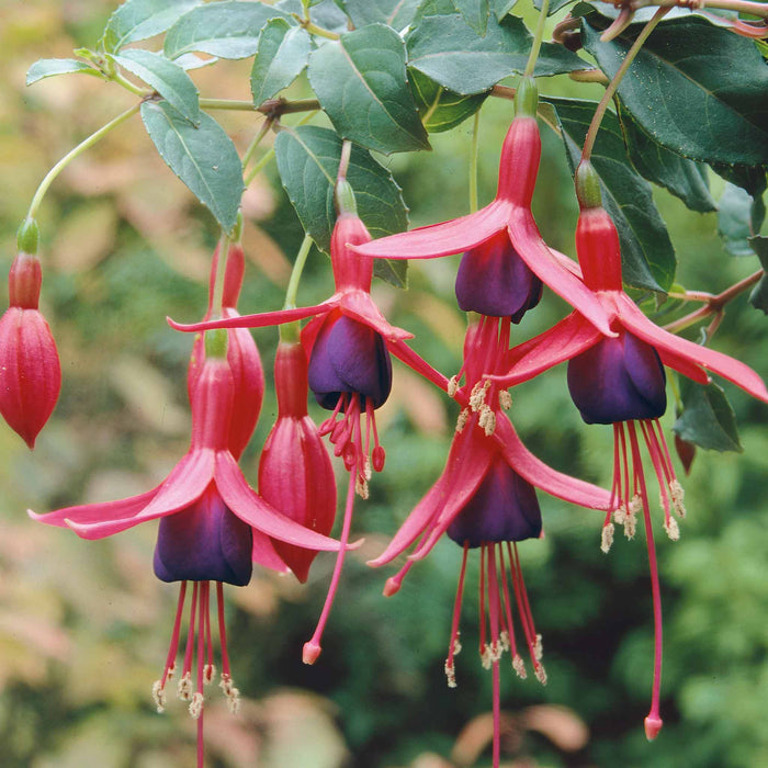 Fuchsia Hardy 'Mrs Popple'
