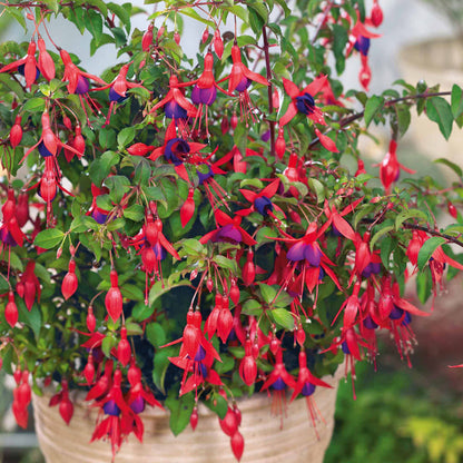 Fuchsia Hardy 'Mrs Popple'