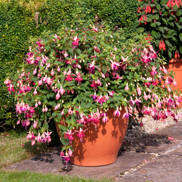 Fuchsia 'Paula Jane'