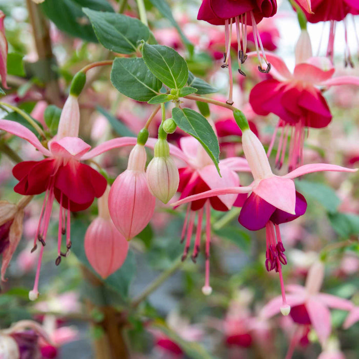 Fuchsia 'Paula Jane'