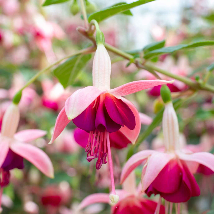 Fuchsia 'Paula Jane'