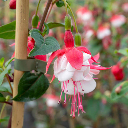 Fuchsia 'Snow Cap'