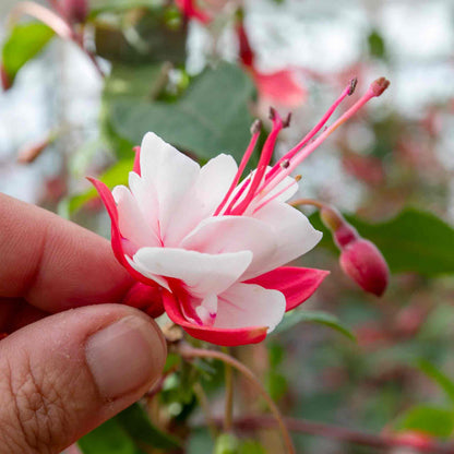 Fuchsia 'Snow Cap'