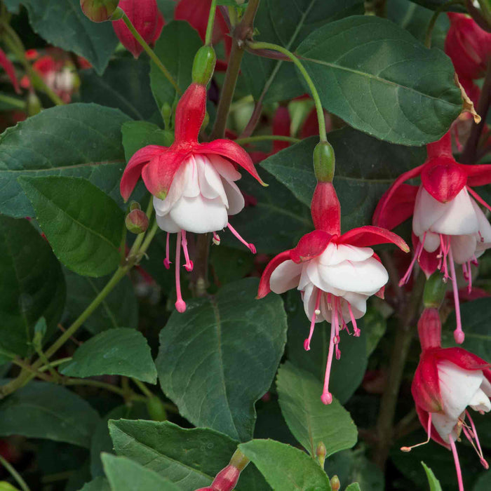 Fuchsia 'Snow Cap'