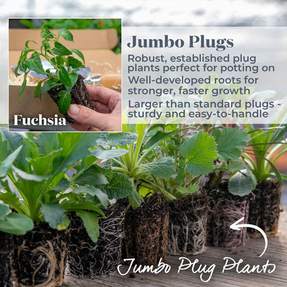 Fuchsia 'Snow Cap'