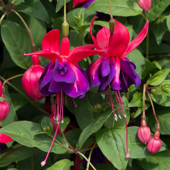 Fuchsia 'Southern Belles Voodoo'