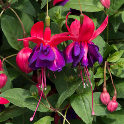 Fuchsia 'Southern Belles Voodoo'